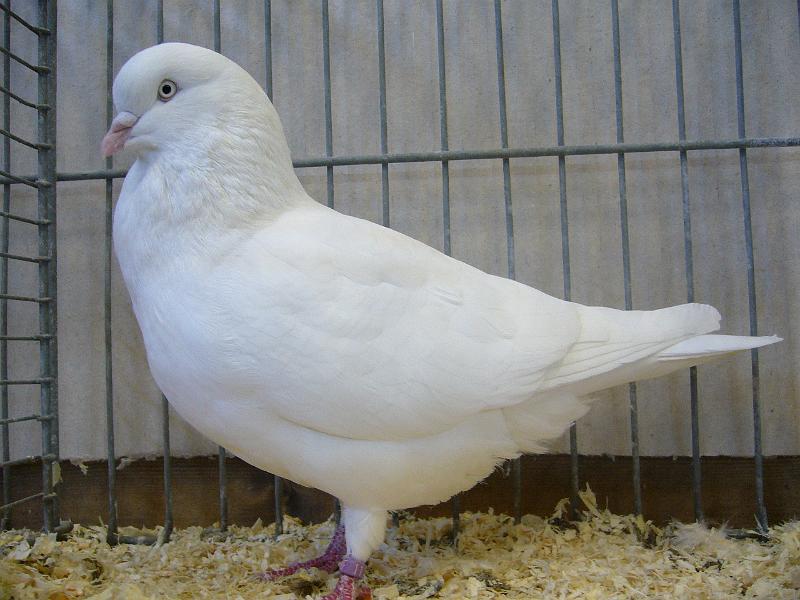 Ortsschau Langenberg 2008 228.jpg - Kölner Tümmler weiss von Max Kötter Preis HV 96 SE